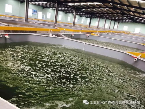 陳海龍解讀 工廠化水產養殖系統與干洗店運營的智慧精華